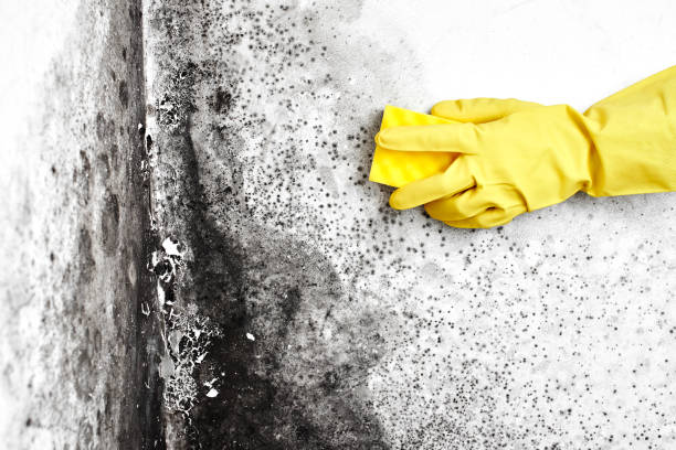 Best Emergency Mold Removal  in Oakhurst, OK