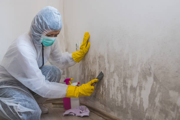 Best Mold Removal Company Near Me  in Oakhurst, OK