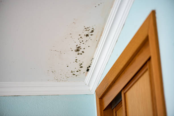 Best Emergency Mold Removal  in Oakhurst, OK