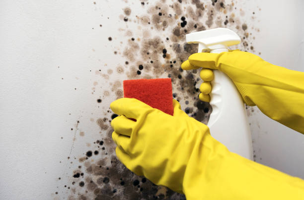 Best Affordable Mold Removal  in Oakhurst, OK