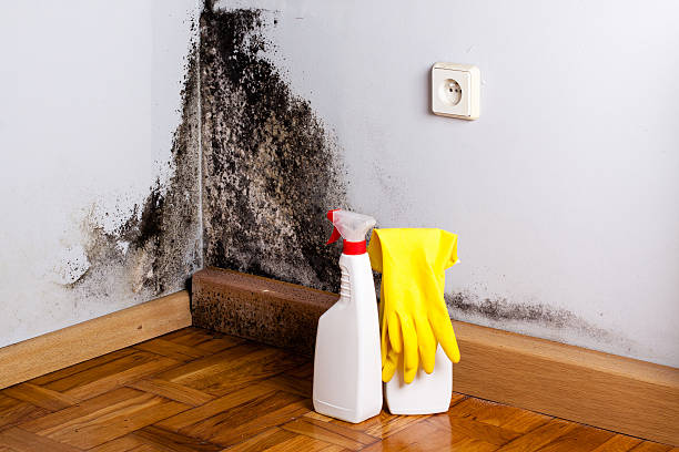 Best Certified Mold Removal  in Oakhurst, OK