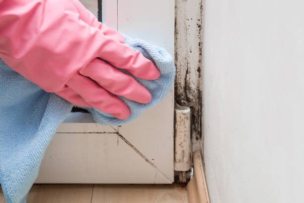 Best Emergency Mold Removal  in Oakhurst, OK